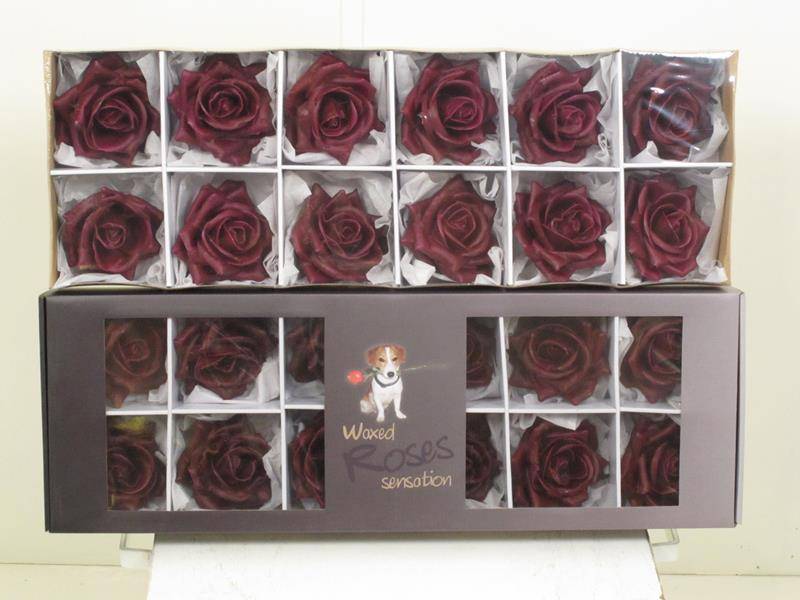 12 Wachsrosen Sensations im Karton (bordeaux rot) 12 Wachsrosen Sensations im Karton (bordeaux rot)
