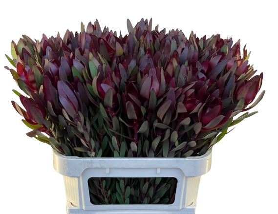 1 Bund Leucadendron Safari Sunset 1 Bund Leucadendron Safari Sunset