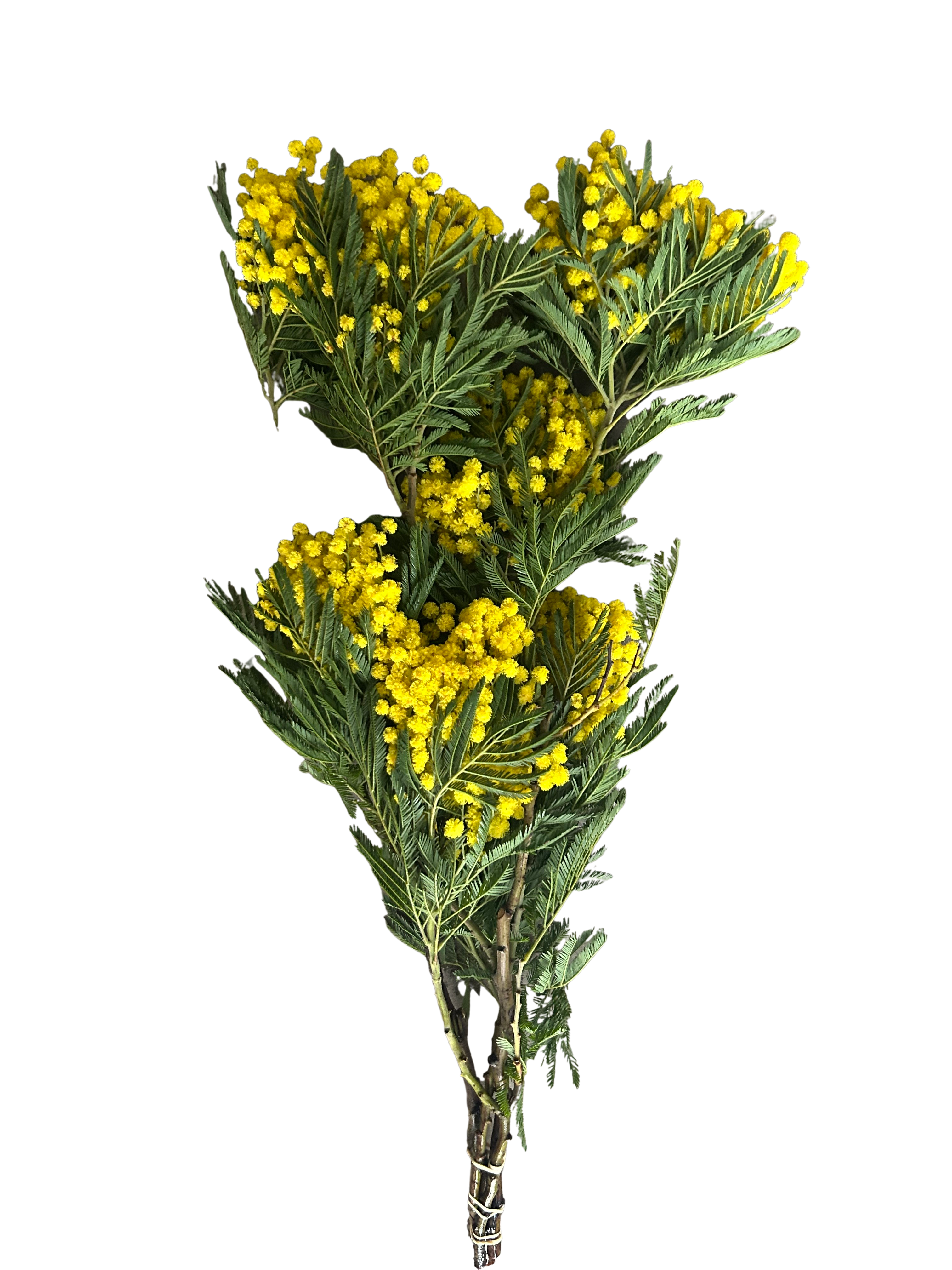 1 Bund Mimosa Mirandol ca. 150 Gr.
