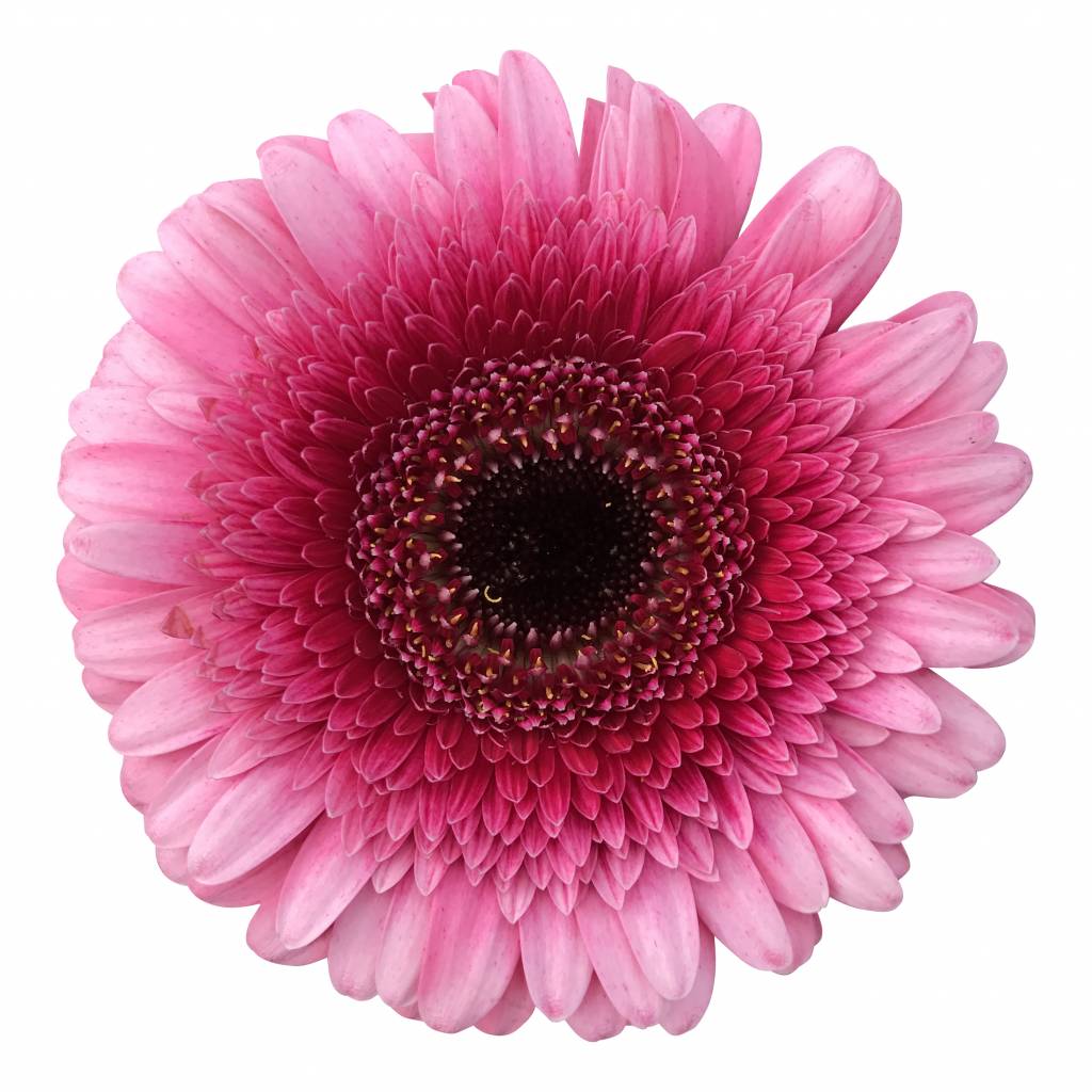 10 Mini Gerbera Isabelle (Pink)