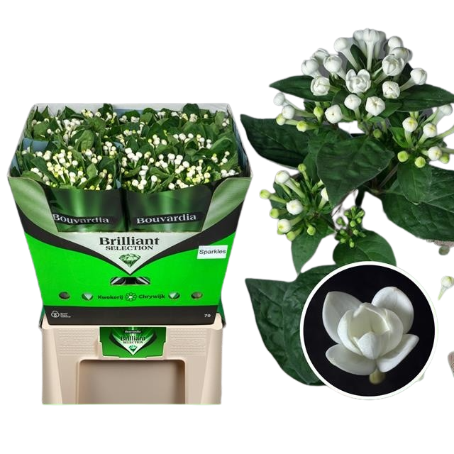 10 Stiele Bouvardia  "Diamond Sparkles"