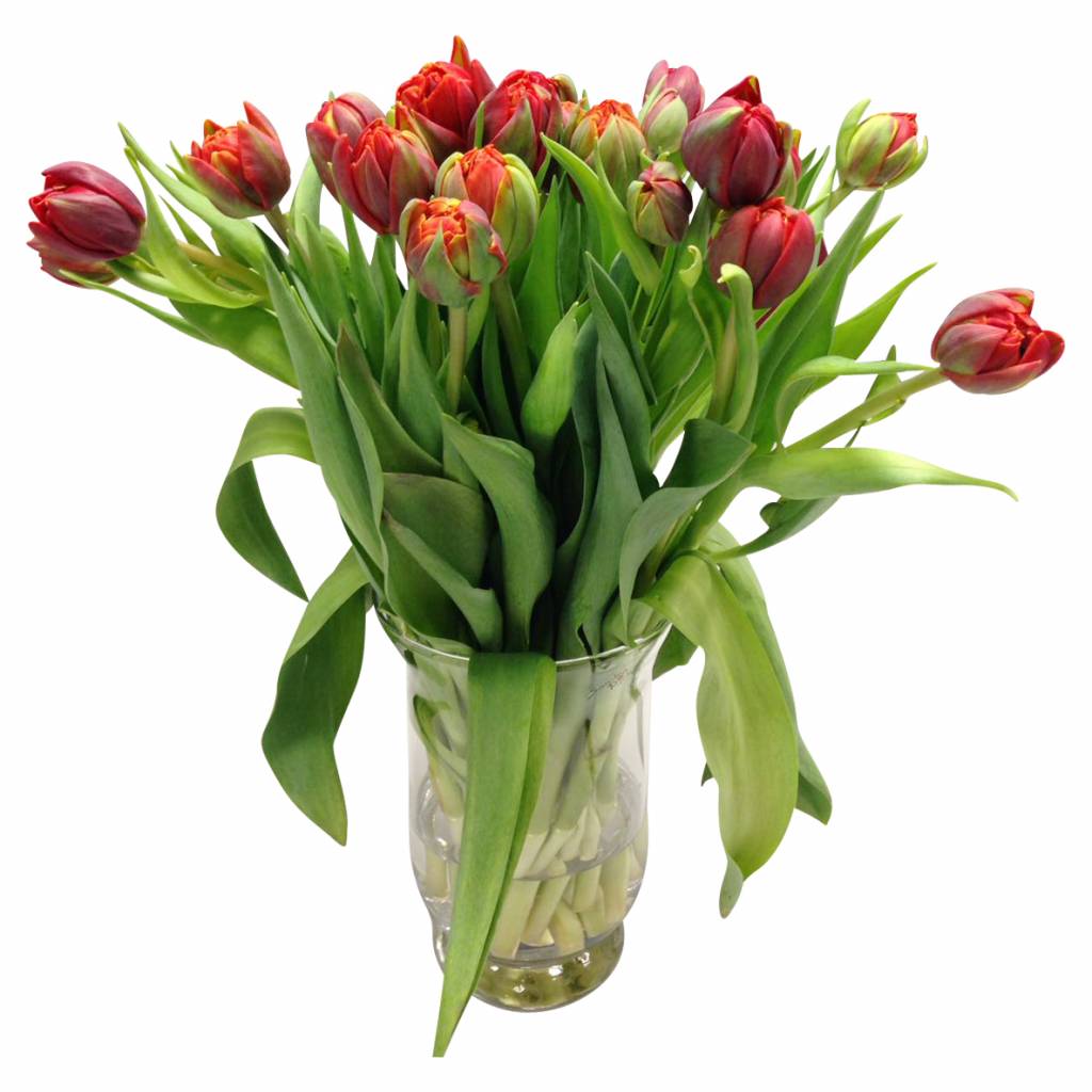 10 Tulpen Red Princess