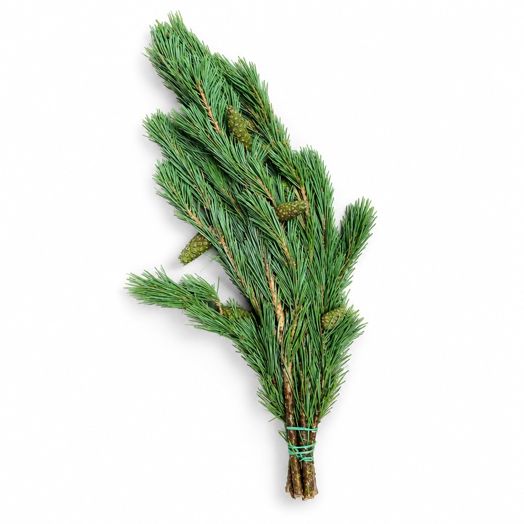 1 Bund Pinus Mugo Bergkiefer