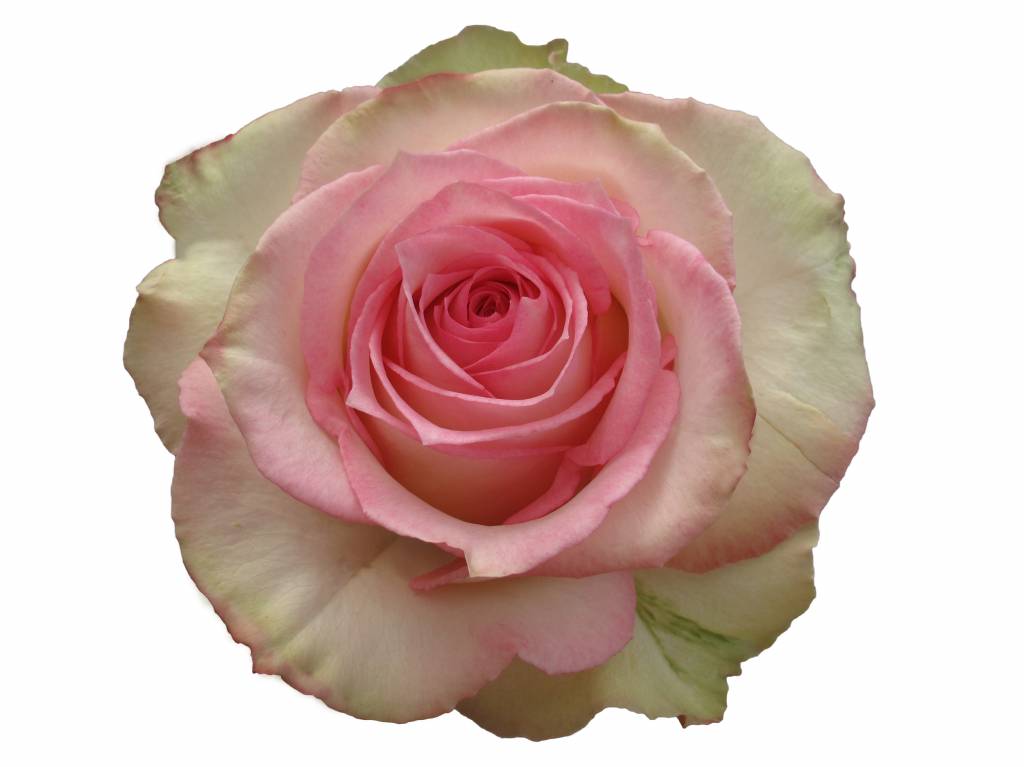 10 Rosen Creme Rosa Esperance