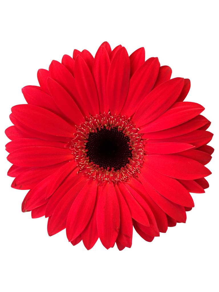 25 Gerbera  Carambole (Rot)