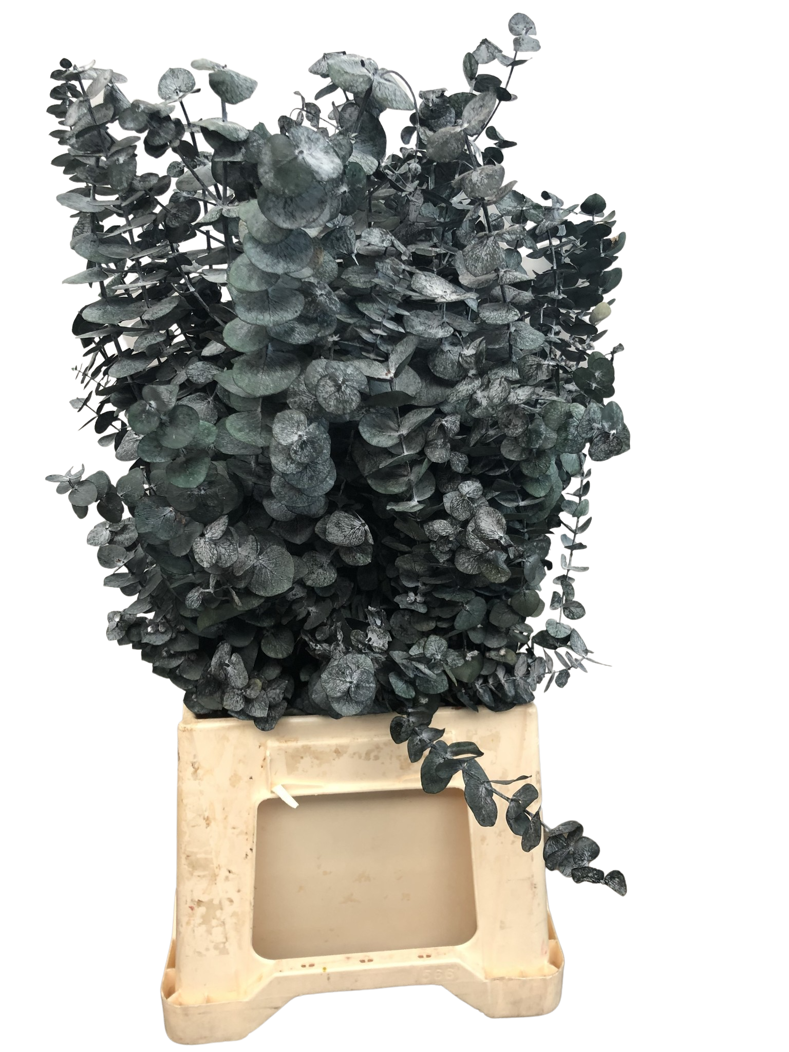 Eucalyptus Baby Blue stabilisiert Eucalyptus Baby Blue stabilisiert