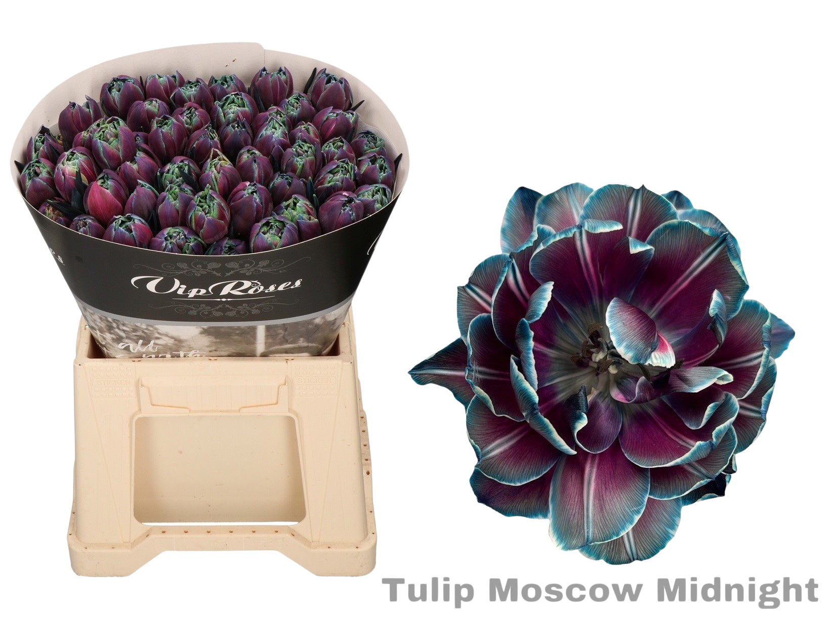 10 Tulpen Moscow Midnight Gefärbt 10 Tulpen Moscow Midnight Gefärbt