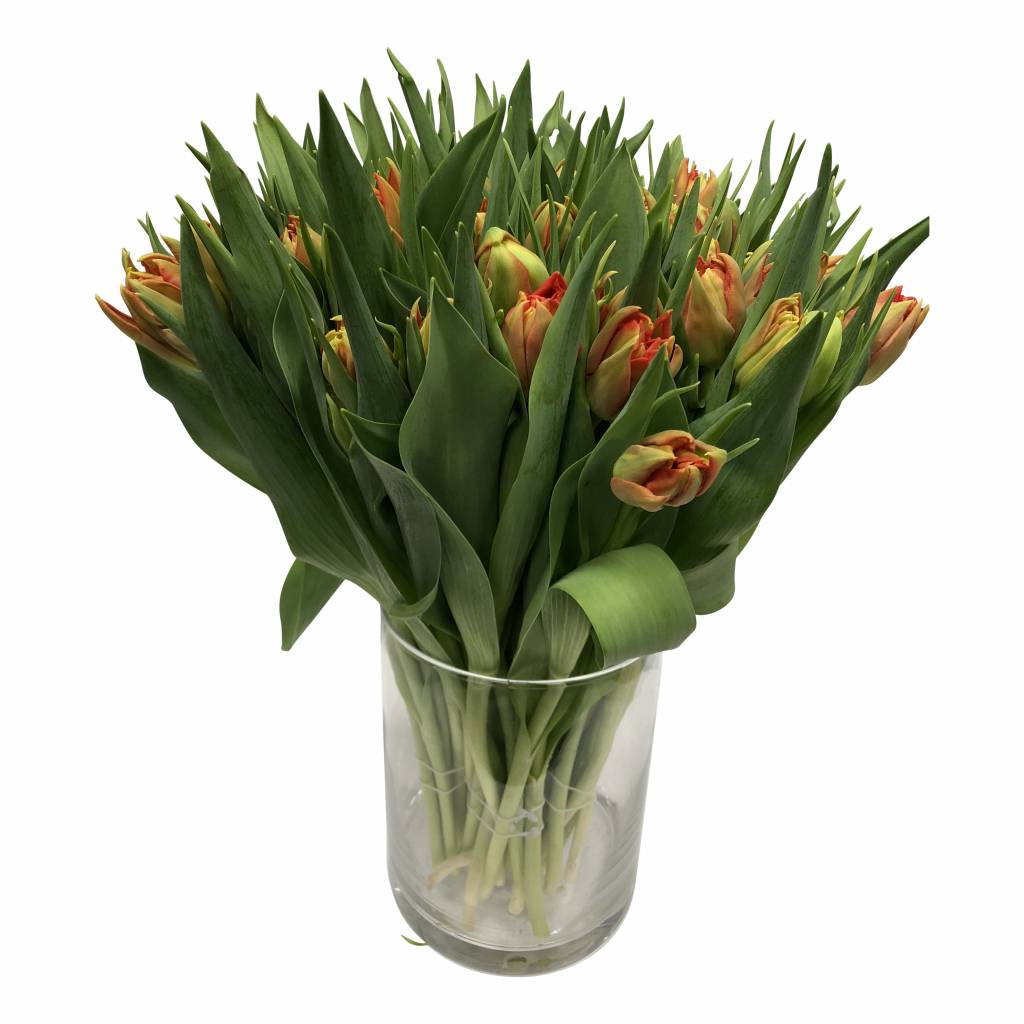 10 Tulpen Viking