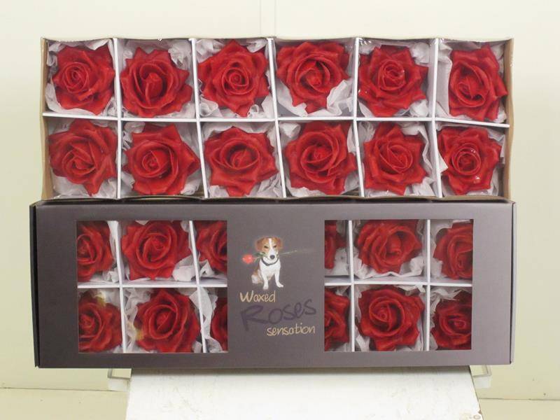 12 Wachsrosen Sensations im Karton (Rot)