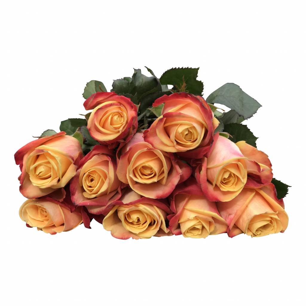 10 Premium Rosen Pebbles (Orange)