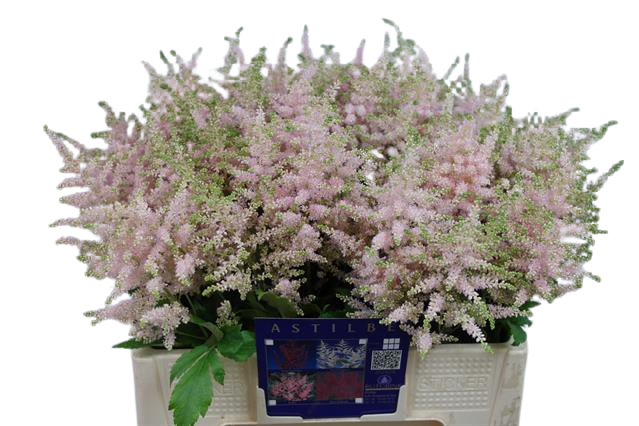 10 Stiele Astilbe Europa (Rosa)