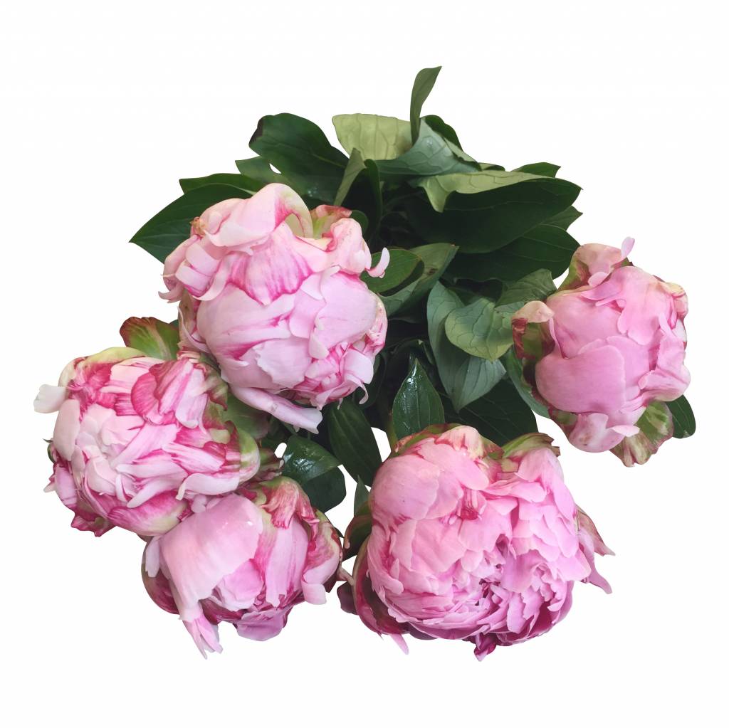 5 Pfingstrosen Sara Bernhard (Rosa)