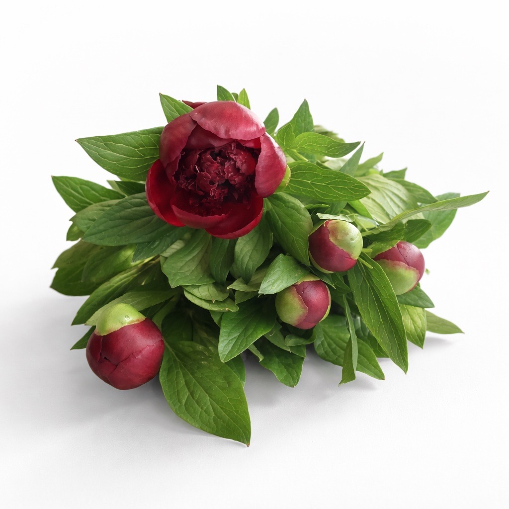 5 Pfingstrosen Red Charm  (Rot)