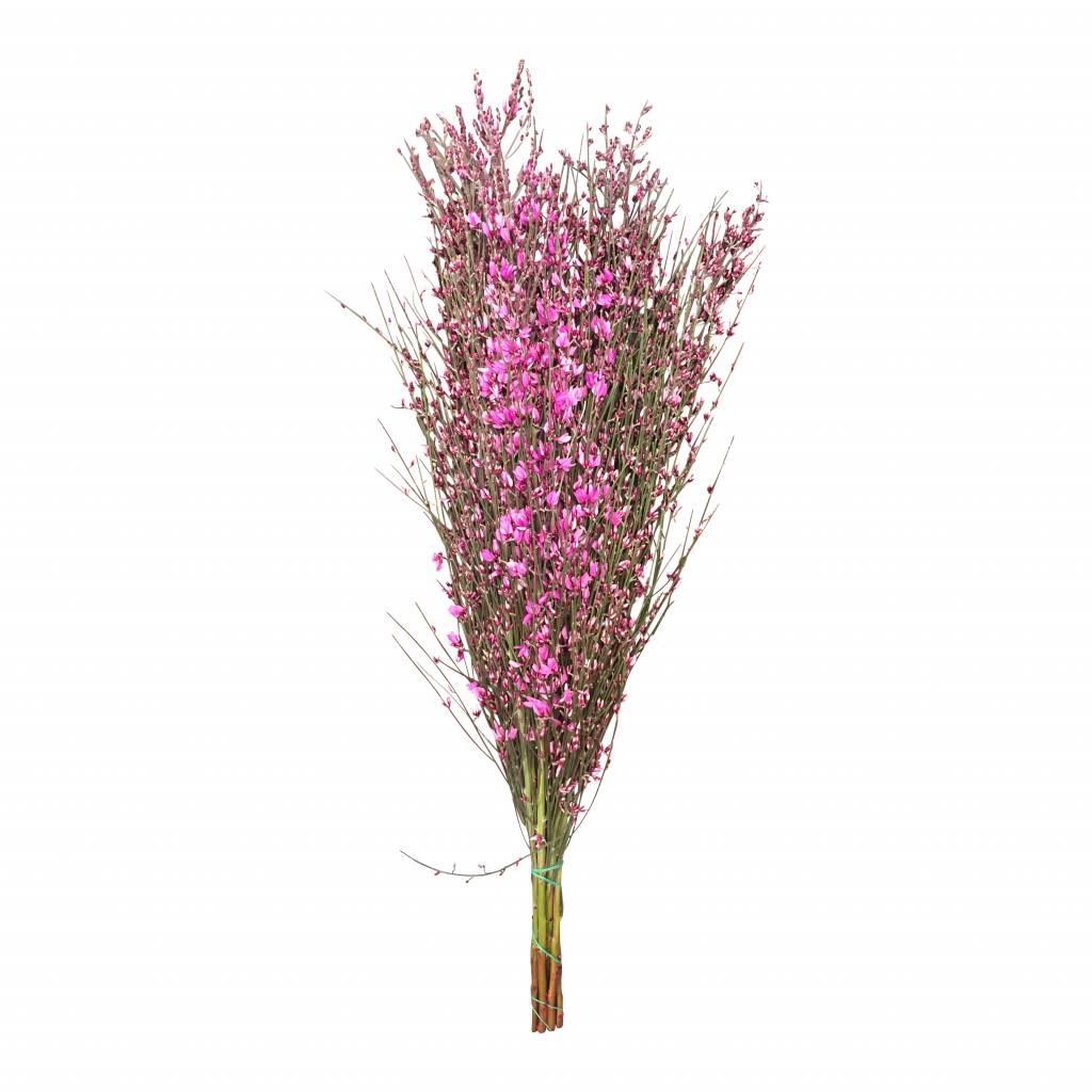 1 Bund Ginster Pink 400 Gramm