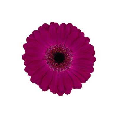10 Mini Gerbera Neon