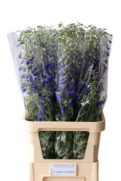 10 Delphinium Völkerfrieden