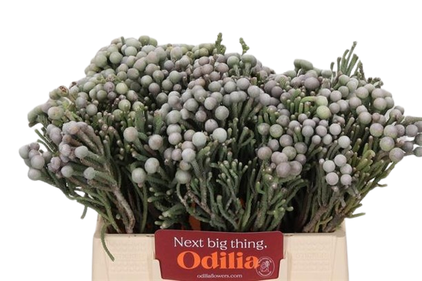1 Bund Brunia laevis 1 Bund Brunia laevis