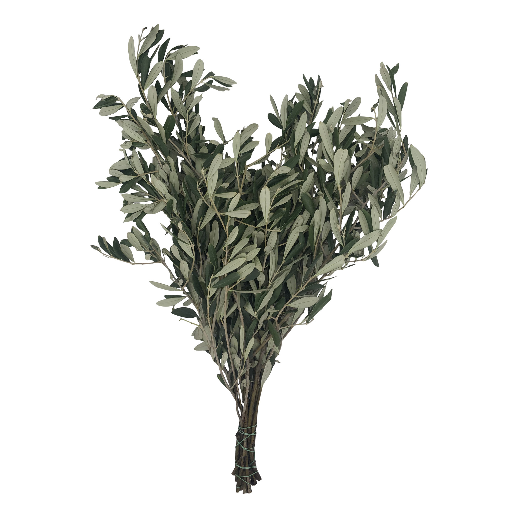1 Bund Olive