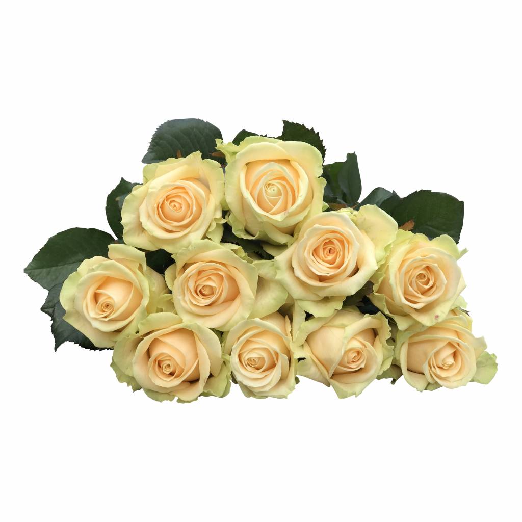 10 Premium-Rosen Peach Avalanche (Apricot)