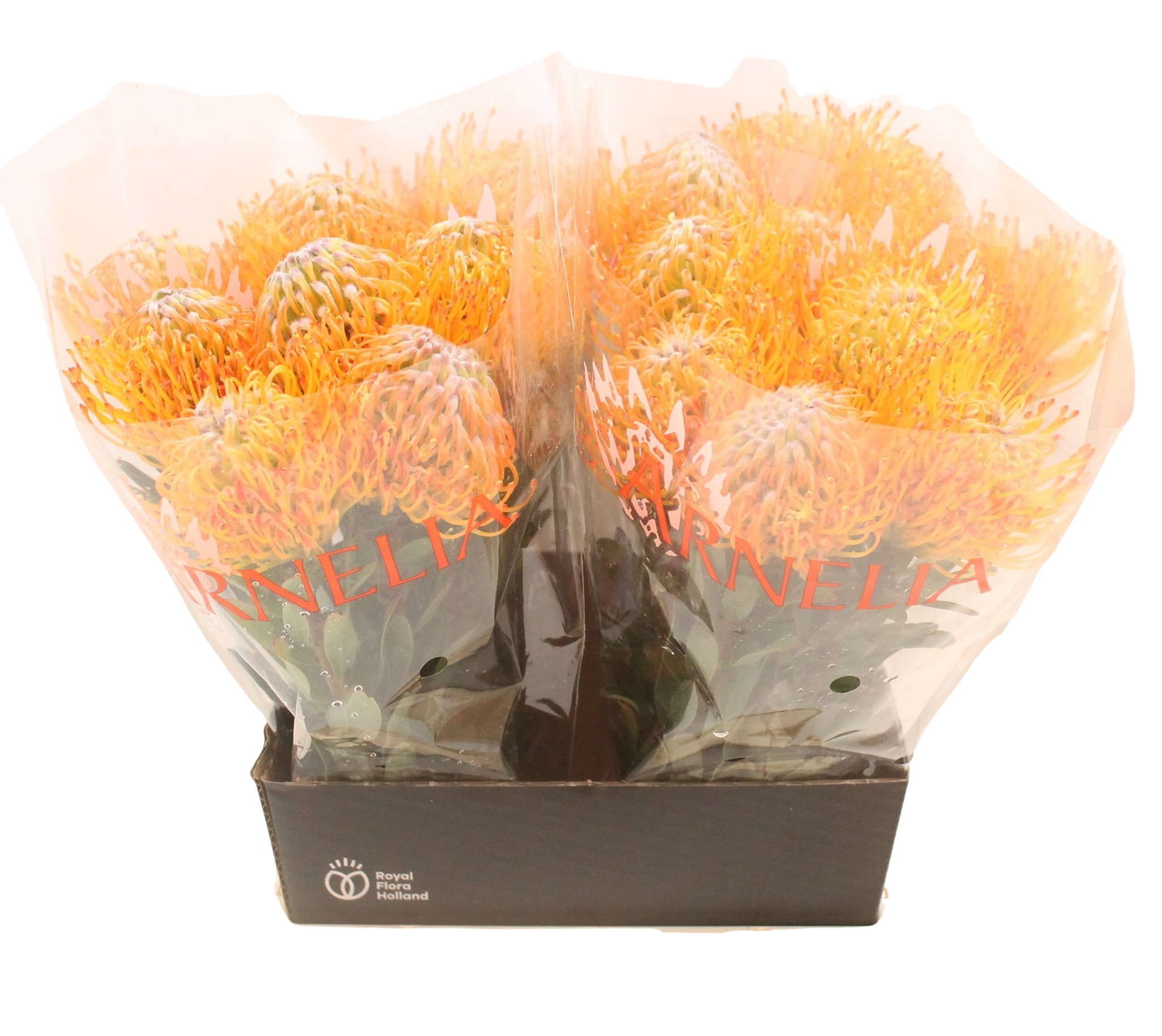 5 Stiele Leucospermum Ayoba Sun (Nadelkissen in Gelb-Orange)