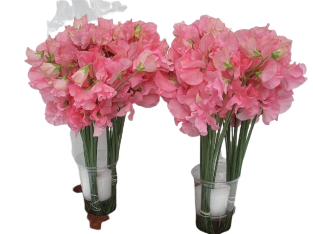 10 Wicken Winter Sunshine Pink 10 Wicken Winter Sunshine Pink