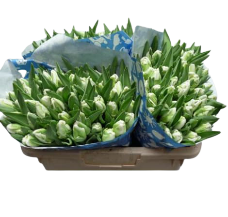 10 Tulpen Super Parrot (Papageien-Tulpe) 10 Tulpen Super Parrot (Papageien-Tulpe)