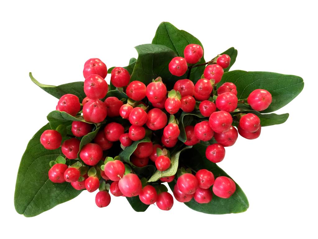 10 Hypericum Rot