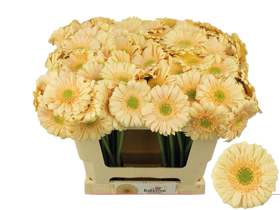 10 Mini Gerbera Moet 10 Mini Gerbera Moet