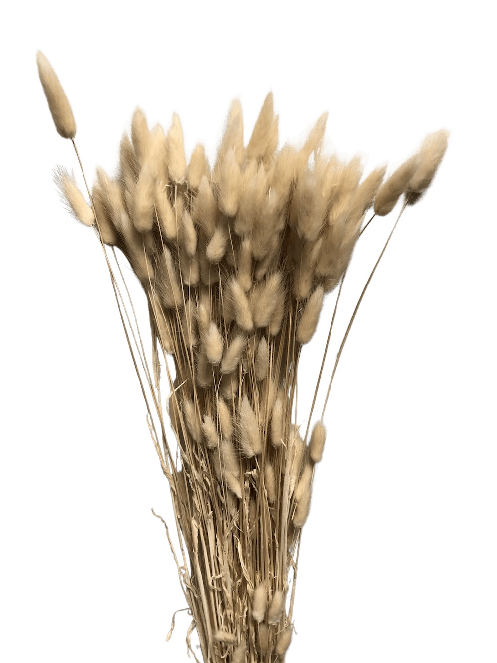 Trockenblumen