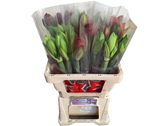 3 Stiele Amaryllis im Bund – Überraschungs-Mix (ca. 50 cm)