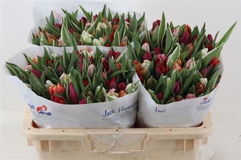 10 Papageien Tulpen gemischt im Bund 10 Papageien Tulpen gemischt im Bund