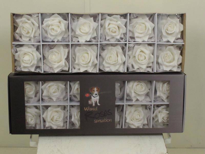 12 Wachsrosen Sensations im Karton (Weiß) 12 Wachsrosen Sensations im Karton (Weiß)