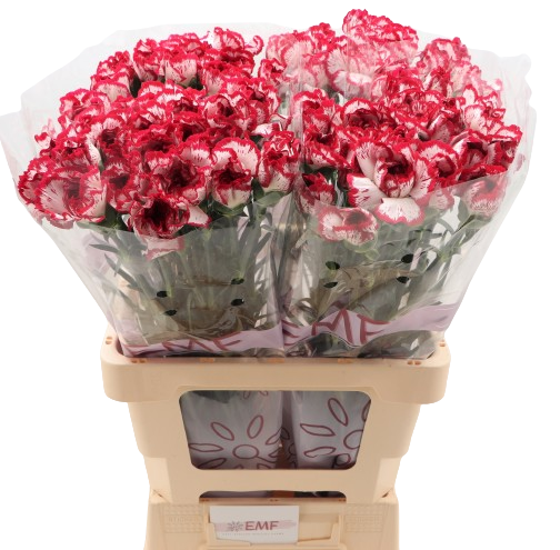 10 Edelnelken Bacarat