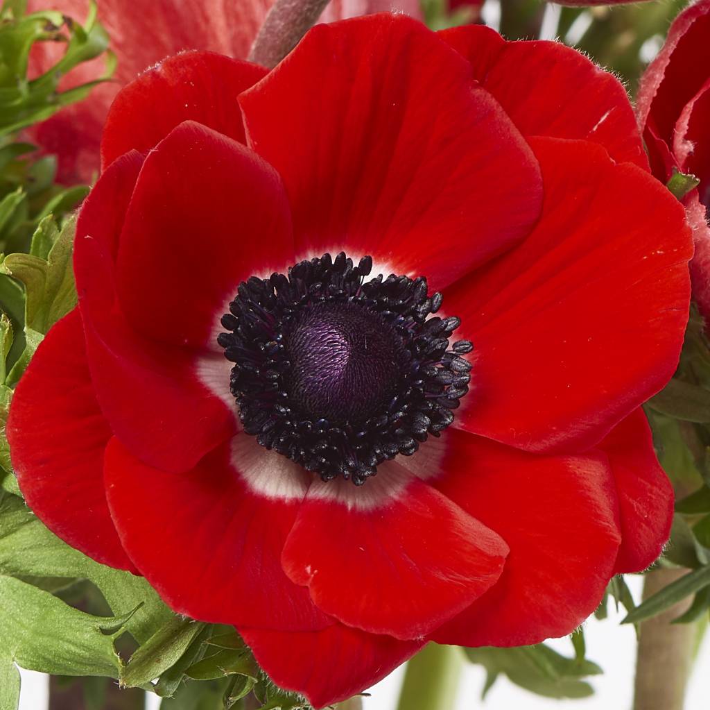 10 Anemonen Galil Rot 10 Anemonen Galil Rot