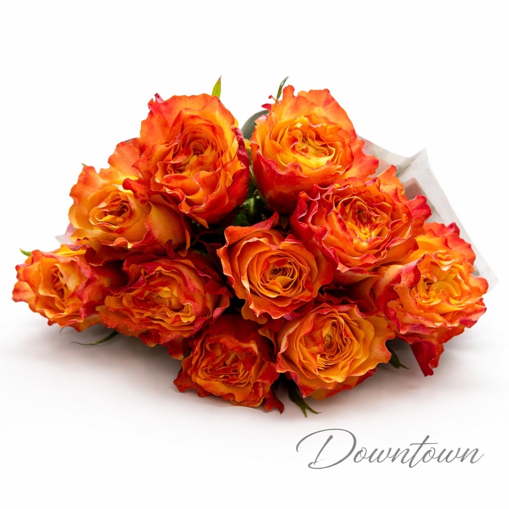10 Premium-Rosen Downtown (Orange)