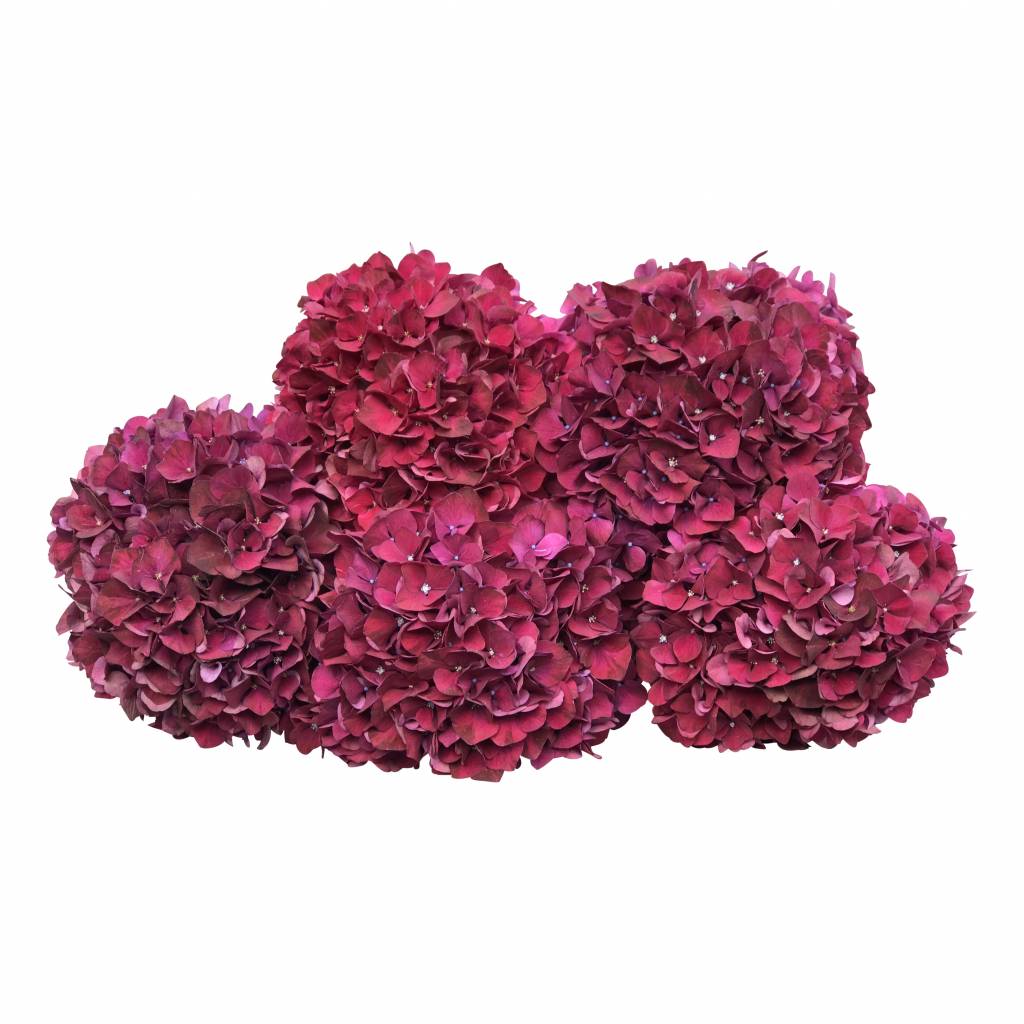 5 Hortensien Magic Ruby Red (Rot)