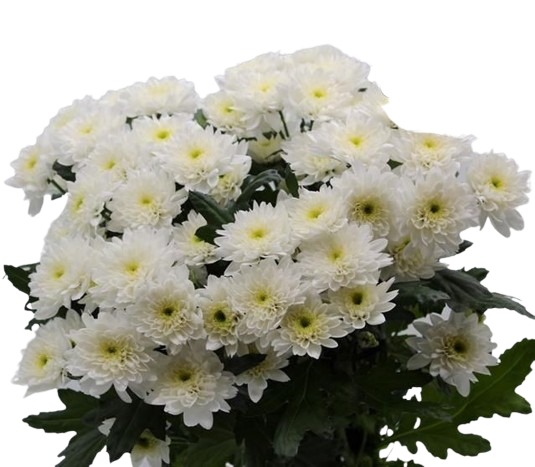 5 Chrysanthemen Euro (Weiß)