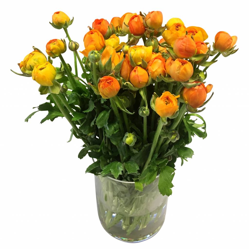 10 Ranunkeln Elegance Orange
