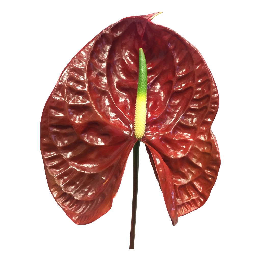 10 Anthurie Choco (Braun) 10 Anthurie Choco (Braun)