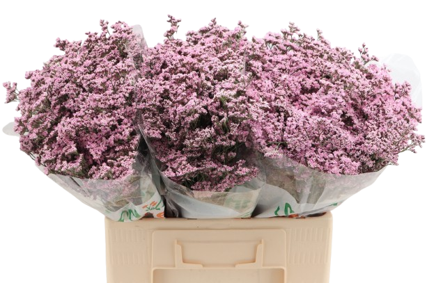 10 Statice Limonium Safora Oshi Pink