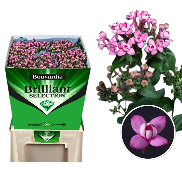 10 Stiele Bouvardia  'Diamond Darkpink'
