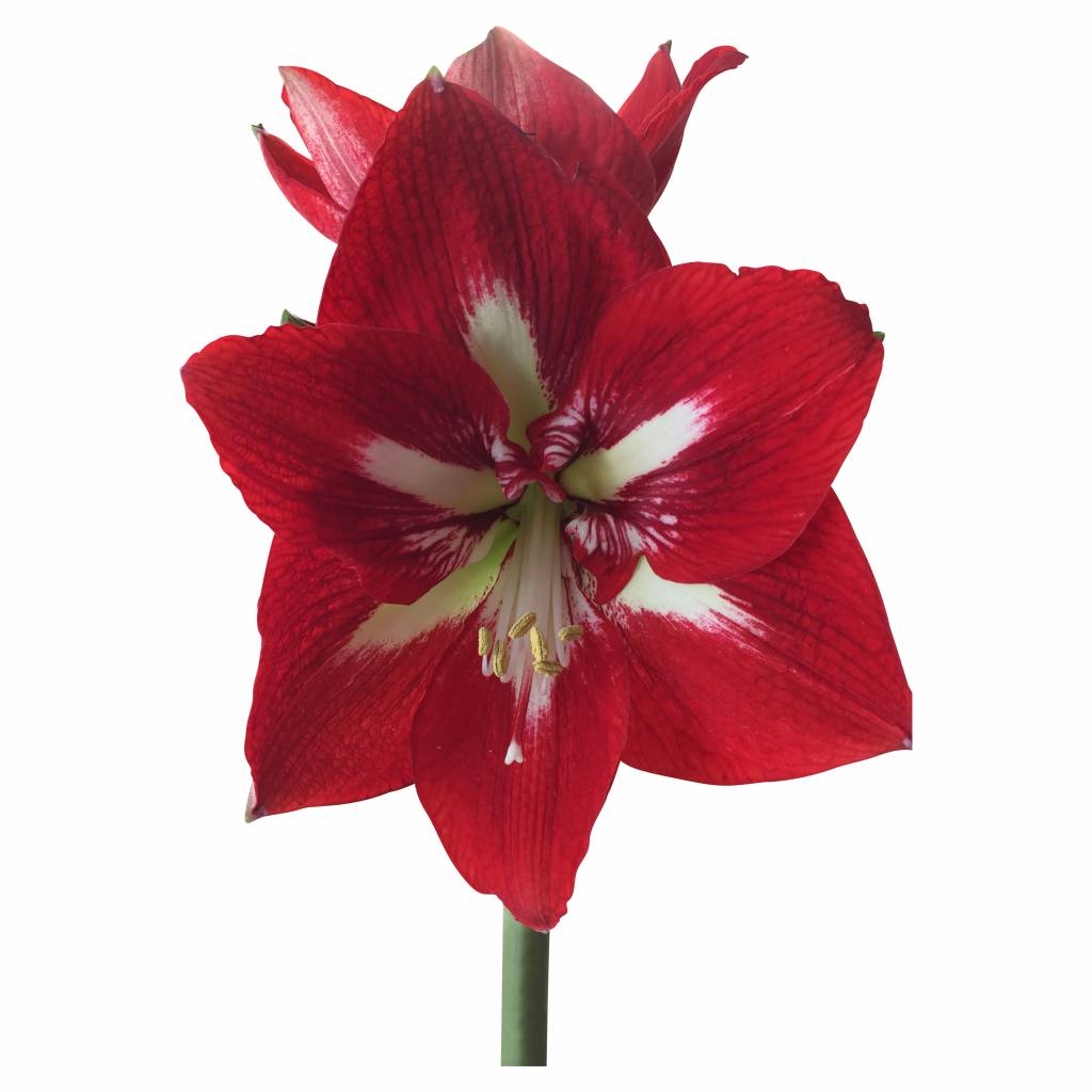 Amaryllis Mega Star (Rot-Weiß)