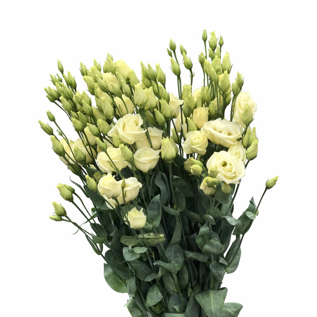 10 Eustoma Rosi Yellow (Creme)