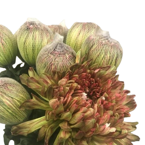 10 Deko Chrysanthemen Antonov Hortensia