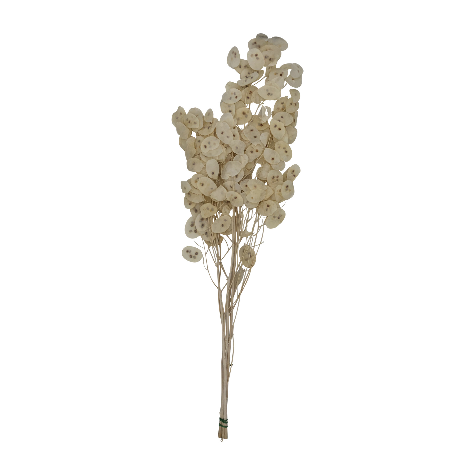 Lunaria Semi 