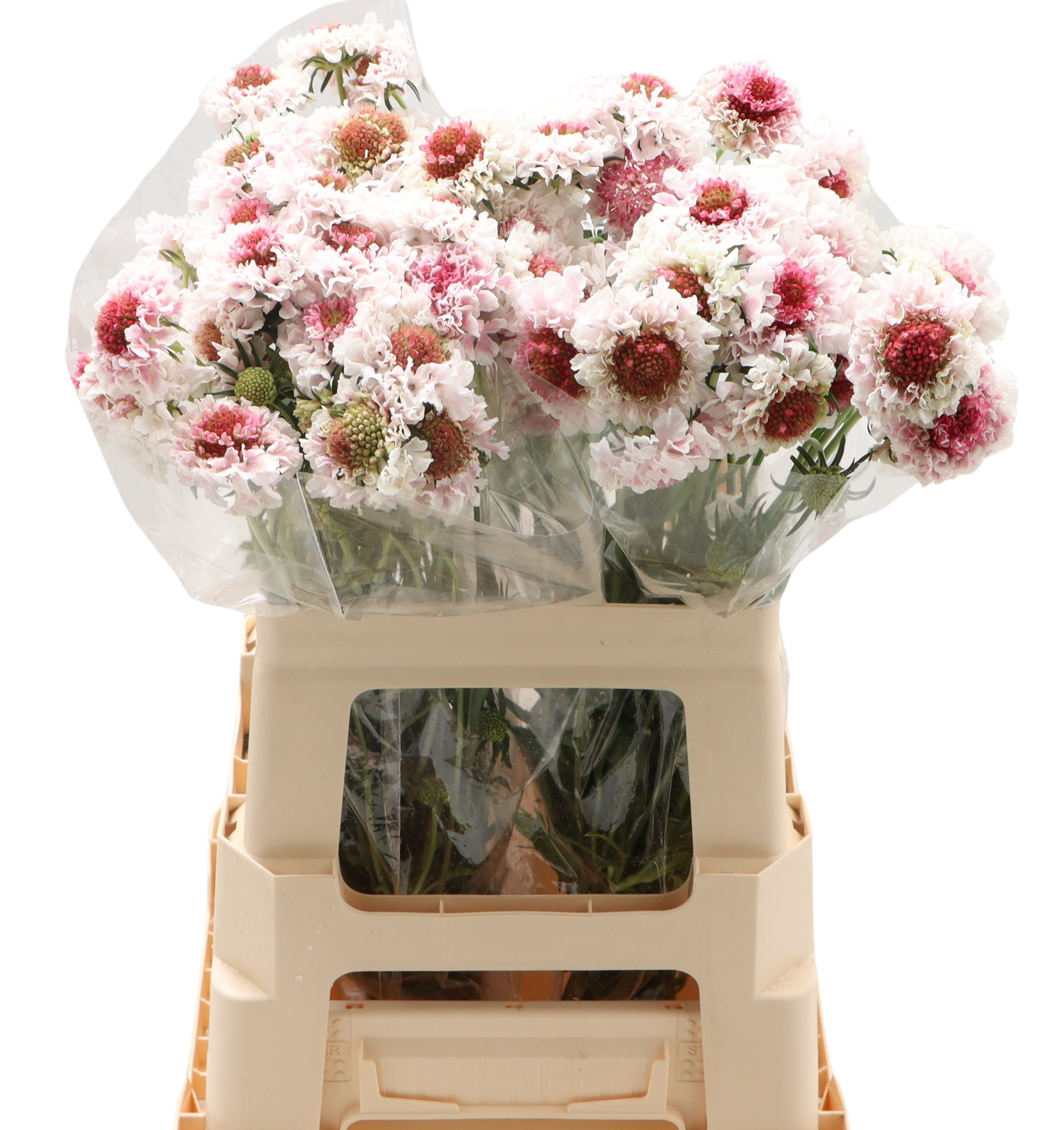 10 Stiele Scabiosa Weiß-Rosa 