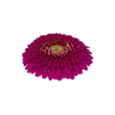 10 Mini Gerbera Japio 10 Mini Gerbera Japio