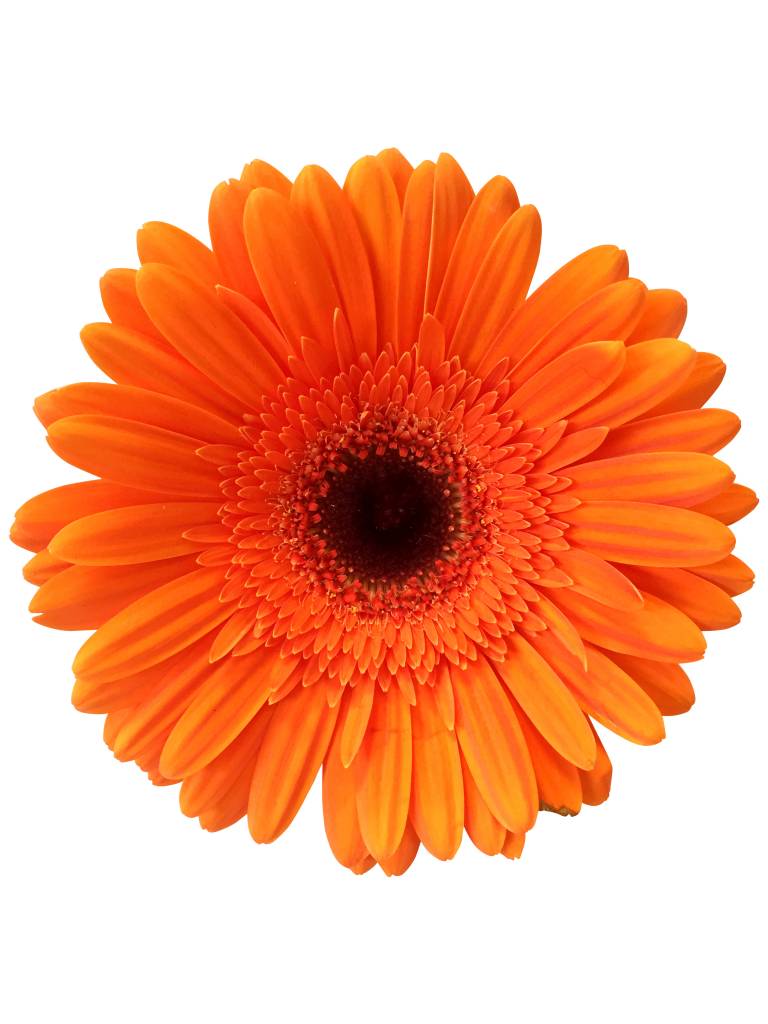 25 Gerbera Candela (Orange) 25 Gerbera Candela (Orange)