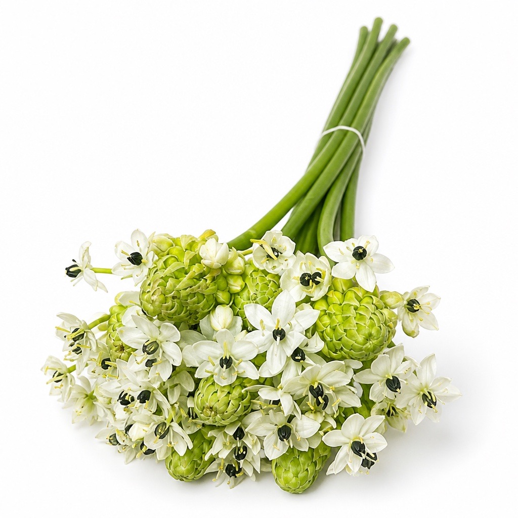 10 Ornithogalum saundersiae