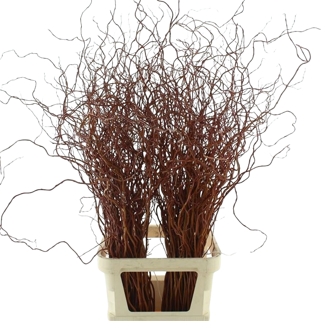 10 Stiele Salix  Golden Curls 10 Stiele Salix  Golden Curls